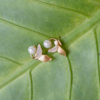 Stylish Pearl Earrings